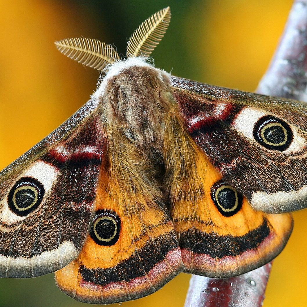 #papillonsdenuit 🦋 Vendredi 19 juin : à la découverte des papillons de nuit à @valauperche61260À partir de 22h30, rendez-vous au jardin partagé de Val-au-Perche, rue du lavoir au Theil, où l’auteur de « L’Atlas des papillons de l’Orne », François Radigue, nous fera découvrir ces merveilleux habitants de la nuit qui vivent autour de nous et que nous ne connaissons pas.Une expérience… magique !Gratuit et ouvert à tous