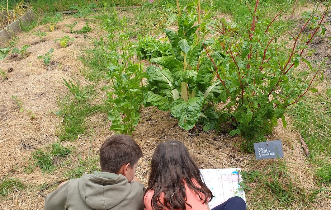 Mercredi 20 mai à 15h : mystère au potager (5-10 ans)