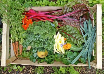 Fruits et légumes récoltés