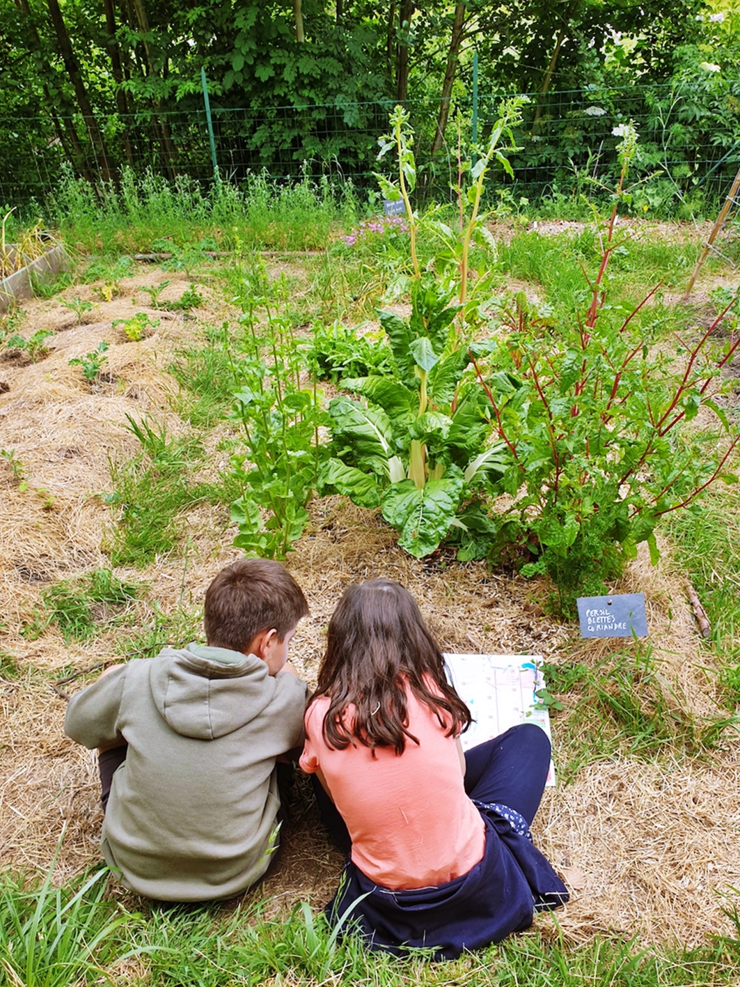 Enfants observent et étudient les plantes dans le potager