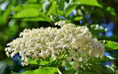 Mercredi 27 mai à 14h : les secrets culinaires des fleurs de sureau