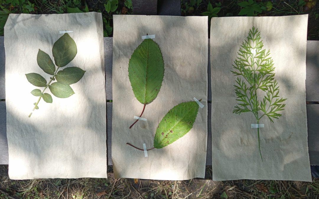 Samedi 23 mai à 14h : initiation à la reconnaissance des plantes sauvages