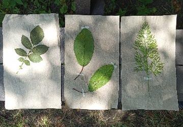 Samedi 23 mai à 14h : initiation à la reconnaissance des plantes sauvages