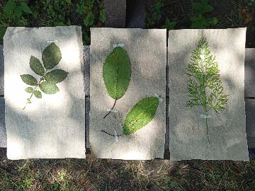 Herbier