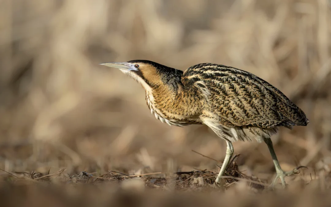 Agents mandatés pour le recensement de l’oiseau Butor Étoilé