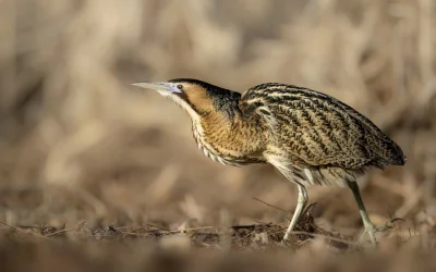 Agents mandatés pour le recensement de l&rsquo;oiseau Butor Étoilé