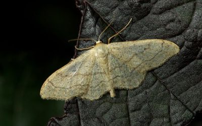 Venez à la découverte des papillons de nuit le vendredi 19 juin